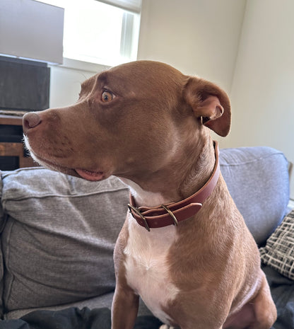 Dog Collar | Medium Brown
